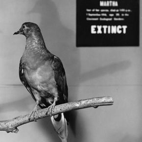 Meet Martha the passenger pigeon